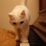 gatto pianista