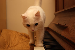 gatto pianista